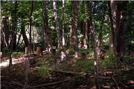 The Forest Is Notwhat It Seems