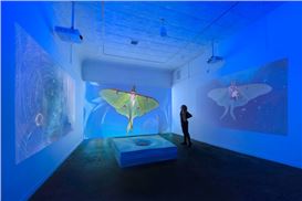 Black Holes, Luna Moths, Marfa Lights, and Dreaming: An Interview with Virginia L. Montgomery