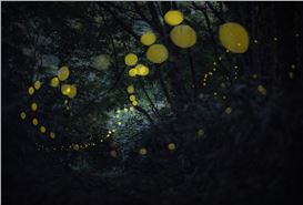 Earth Week: Kazuaki Koseki: Summer Faires