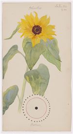 MoMA opens an exhibition focusing on Hilma af Klint's exploration of spirituality in nature