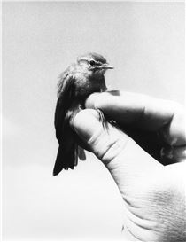 For the Birds