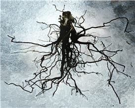 Viviane Sassen: Evocative Photography