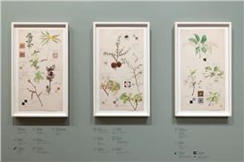 Hilma Af Klint’s Botanical Illustrations Are Now on View for the First Time