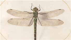This Exhibit Shows How Our Relationship with Nature Was Redefined by a Dragonfly