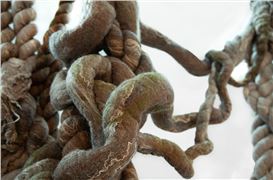 From Studio to Sculpture, Dana Barnes's Fiber Works Take Root at Museum of Arts and Design