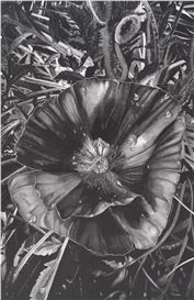 Otherworldly Flowers Emerge from Darkness in Clara Lacy’s Meticulous Graphite Drawings