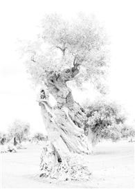 Finding Epiphany: John Ruppert’s Vestiges of Time