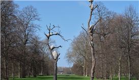 Giuseppe Penone in London: when nature sculpts art