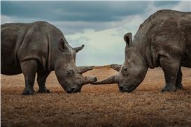 Mital Patel at Christopher Martin Gallery to Benefit Wildlife Conservancy Efforts