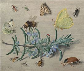 ‘Little Beasts: Art, Wonder, and the Natural World’ Review: A Scientist’s Eye, an Artist’s Hand