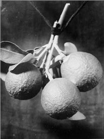 Foam opens first dutch retrospective of pioneering Surinamese photographer Augusta Curiel