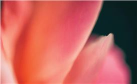 Wendy Leyten: Photography as a Portal to Unseen Worlds