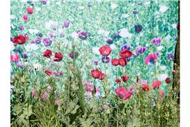 Pao Houa Her: The Imaginative Landscape at San Jose Museum of Art