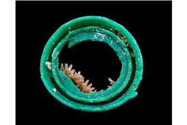 Castaway: The Afterlife of Plastic opens at Harvard's Peabody Museum