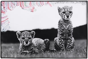 Photography With An Animal Instinct