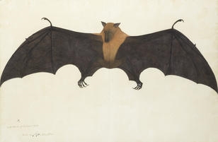 A Great Fruit Bat helps Bonhams Islamic and Indian art sale take wing with £4.5m auction