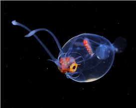 Ryo Minemizu Illuminates the Incredible Diversity of Plankton Off the Coast of Japan