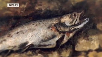 Gustave Courbet at the Schirn Kunsthalle in Frankfurt